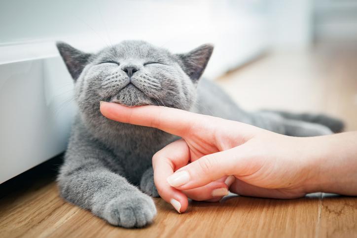 A New Way to Beat Cat Allergies
